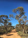 Australian Bush Delights - Hattah National Park Tour - We Wander