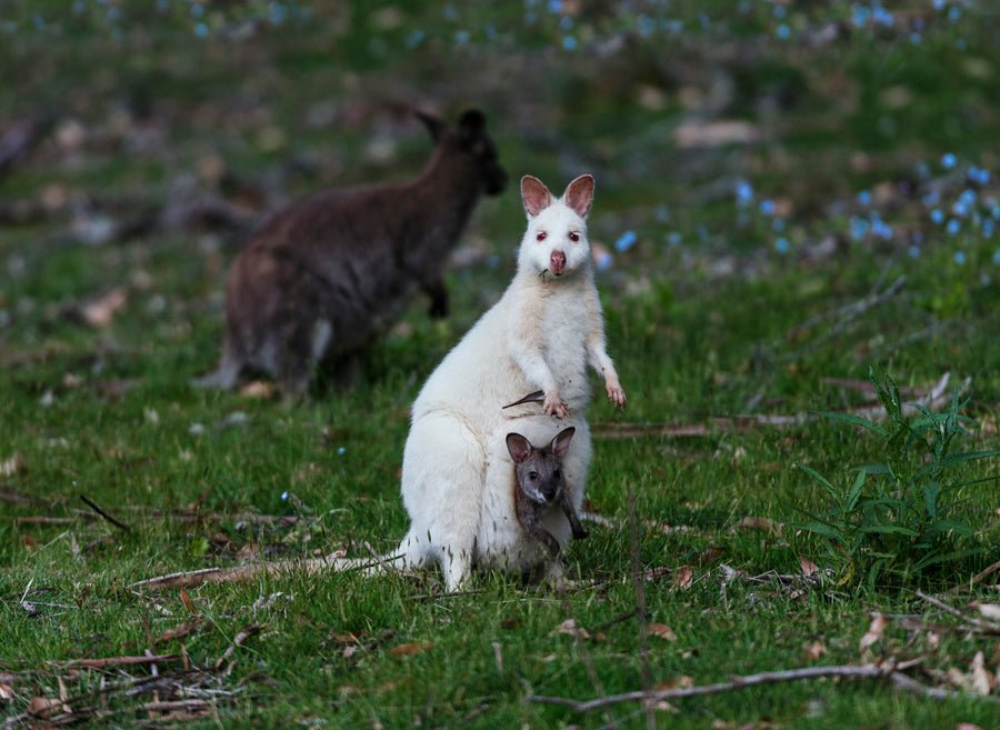 Bruny Island Traveller - We Wander