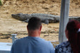 Crocodile Express Daintree Rainforest & Wildlife Cruise From Daintree Ferry Gateway - We Wander