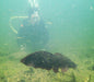 Rainforest Platypus Dive - We Wander