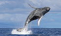 Sails And Whales Private Charter Whale Watching On A Luxury Sailing Catamaran - We Wander