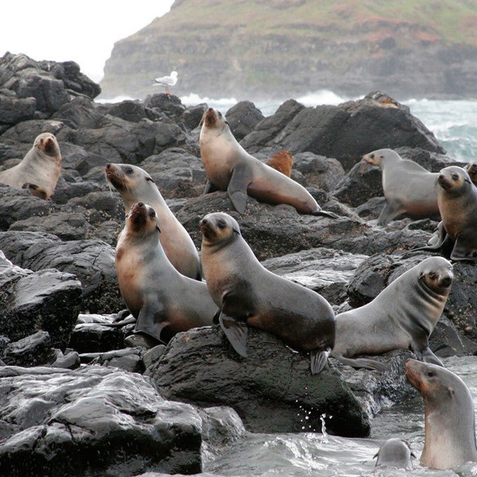 Scenic Flight 4 - Cowes, Seal Rocks, Penguins & Gp Circuit - We Wander