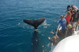 Whalesong Whale Watch Tour - We Wander