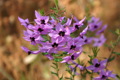 Wonderful Western Wildflowers - We Wander